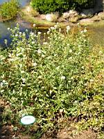 Valeriane, Centranthus ruber (en Corse) (0) (Photo F. Mrugala)